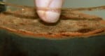 Ocean-Bottom Bacteria