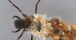 זחלי החרק הקרוי caddisfly  מייצרים חוטי-משי מתחת למים