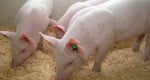 חזירים מהונדסים - Enviropiglets. צילום: אוניברסיטת גולף, קנדה
