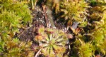 טללית ורודה - Drosera_capillaris
