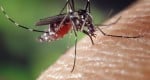 יתוש הטיגריס = נמר אסיאתי = Aedes albopictus יתוש הטיגריס = נמר אסיאתי = Aedes albopictus