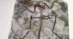 Microraptor zhaoianus - מאובן הדינוזאור הקטן בעולם. צולם במוזיאון המדע של הונג קונג, מתוך ויקיפדיה (רשיון GNU)