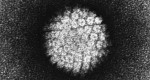 וירוס הפפילומה - HPV