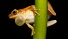 זכר צפרדע מהמין Dendropsophus_microcephalus בעת קריאתו. מתוך ויקיפדיה