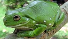 צפרדע עצים אוסטרלית ירוקה. Litoria caerulea מתוך ויקיפדיה