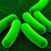 E_coli - מפרק תאית והופך אותה לדלק. איור: משרד האנרגיה האמריקני