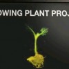 לוגו פרויקט Glowing plants
