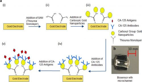 (a תיאור סכמטי של הכנת הביו-חיישן: (1) אלקטרודות זהב; (2) הכנסת שכבה ראשונה על גבי משטח הזהב; (3) צימוד של אנטיגן-נוגדן על גבי האלקטרודה; (b תמונה מציאותית של הביו-חיישן המכיל מיקרו-תעלות