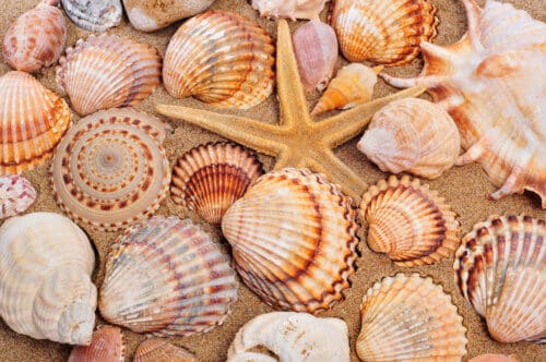 Shells. Photo: depositphotos.com