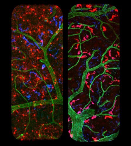 תאי מיקרוגליה (משמאל) ומקרופאגים הממוקמים בסמיכות לדפנות כלי הדם במוח (מימין). באמצעות השיטה שפיתחו, יכלו המדענים להראות כי המיקרוגליה נבדלים מקרובי משפחתם –– לא רק בסביבת המחיה אלא גם בצורה ובאופן התפקוד