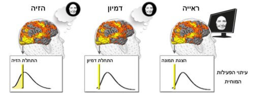 The visual brain areas were activated in the three groups - the delusional, seeing and imagining group. However, there was a significant difference in the timing of the neural activity: while in the sighted people and the imagining blind, the neural activity occurred in response to the vision or the imagination task - in people with Charles Bona syndrome, the neural activity preceded the moment of the hallucination. Weizmann Institute