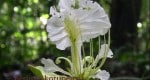berlinia korupensis - שיח אפונים בגובה 40 מטרים berlinia korupensis - שיח אפונים בגובה 40 מטרים