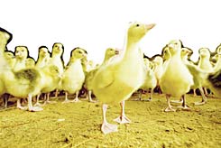 הברווזון הביישן. הביישנים זוכים ממלחמות ההיררכיה בין הנועזים (צילום: הברווזון הביישן. הביישנים זוכים ממלחמות ההיררכיה בין הנועזים (צילום:
