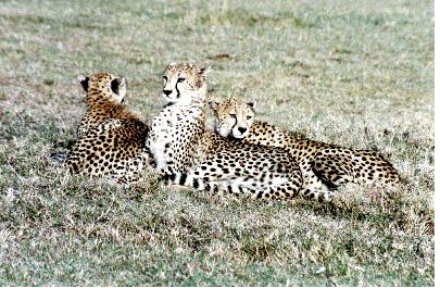 cheetahs From Wikipedia