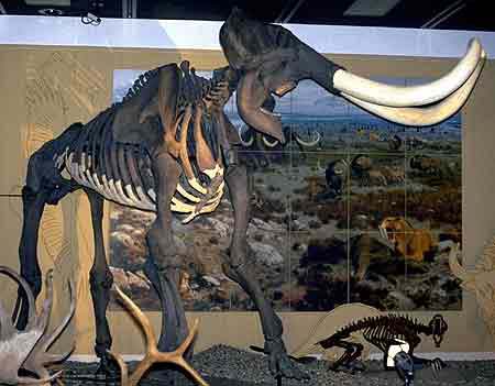mammoth. The findings settle a 30-year dispute