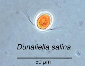 Dunaliella_salina