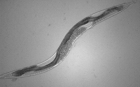 في الصورة: صورة مجهرية لدودة C.elegans. من الممكن تمييز أجنة (بيض) الجيل القادم.