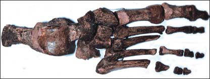 עצמות כף רגל קדומה. שינוי פיסיולוגי החל לפני 26,000 שנה (צילום: אוניברסיטת וושינגטון)