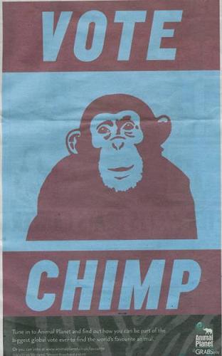 שימפנזה, האם תוכל לרוץ לפוליטיקה?