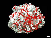 Infected cell: HIV has undergone an evolutionary change at the hands of the immune system