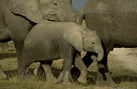 herd of elephants