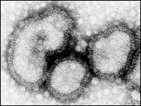 Influenza virus