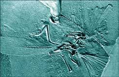 מאובן של ארכיאופטוריקס. גודל המוח - כמו של עיט או של דרור. תצלום: מוזיאון הטבע בלונדון