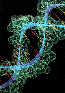 DNA replication. Illustration: Weizmann Institute