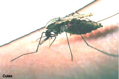 The Anopheles mosquito