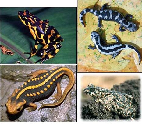Below left Triton. - Above left is a frog. Top right salamander - bottom right toad