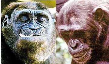 The monkey from northern Congo resembles a chimpanzee (in the right picture) in some of its characteristics, but resembles a gorilla (in the left picture) in other characteristics