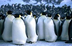 Penguins - the beauty of nature without requiring a planner