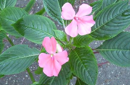 <br /> Impatiens usambarensis