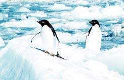 פינגוויני אדל בכף רוידס. הבוגרים ייאלצו לצאת למסע של 180 ק