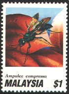Ampulex compressa על בול ממלזיה Ampulex compressa על בול ממלזיה