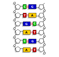 A mathematical analysis of the human genome led researchers to the conclusion that what is known as