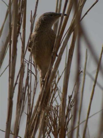 ציפור מהמין Arabiantimali (Turtoides squamiceps) Arabian Babbler, בנאות הכיכר ציפור מהמין Arabiantimali (Turtoides squamiceps) Arabian Babbler, בנאות הכיכר