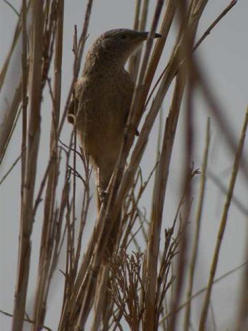 طائر من فصيلة أربيانتيمالي (Turtoides squamiceps) الثرثار العربي، يبني الساحة