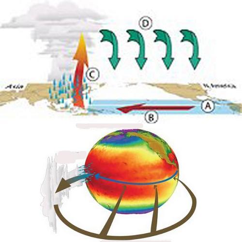 Walker circulation - Evaporation from the warm ocean moistens the lower atmosphere - A The trade winds carry the moisture west - B The vapor rises and feeds rain clouds - C Hot air cools and sinks - D When the climate warms there is more moisture in the atmosphere The rain increases less quickly than the moisture and as a compensation the trade winds weaken