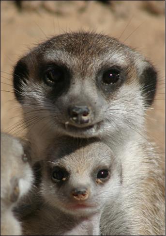 Meerkats live in the deserts of South Africa. Photo: University of Cambridge