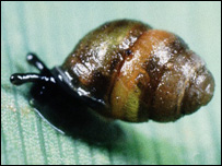 Vertigo moulinsiana Vertigo moulinsiana