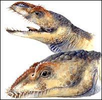 أوموناصور. أعلاه فرد بالغ وأدناه - شاب