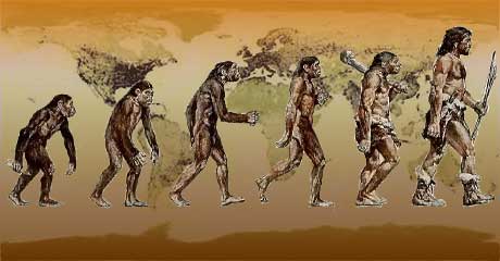 אבולציה אנושית