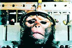 Experiment with monkeys. It turned out that there is no list of alternatives to the experiments
