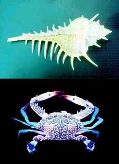 In the upper picture: the shell of the scarlet forskoli snail. They installed blocking doors in the Panama Canal. In the bottom picture: a wandering boat. One of the 300 species of marine animals that have already passed through the Suez Canal to the Mediterranean Sea. Photographs: Prof. Bela Galil