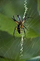 מדענים בארצות-הברית פיצחו את אחד הסודות הגדולים של הטבע: כיצד עכבישים ותולעי משי טווים את קוריהם, הנחשבים לסיבים החזקים והיעילים ביותר.