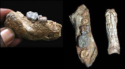 מאובני Ardipithecus ramidus שהתגלו באתיופיה