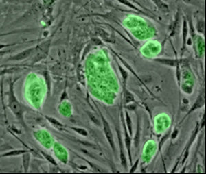 الخلايا الجذعية للفئران