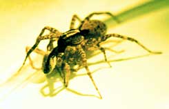 أنثى العنكبوت من عائلة المستذئبين. كان فرويد منتشيًا. الصورة: إيلين هيبيتس، جامعة كورنيل