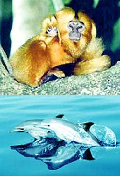 From top to bottom: golden lion tamarin and Mediterranean common dolphin
